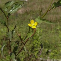 Ludwigia hyssopifolia (G.Don) Exell